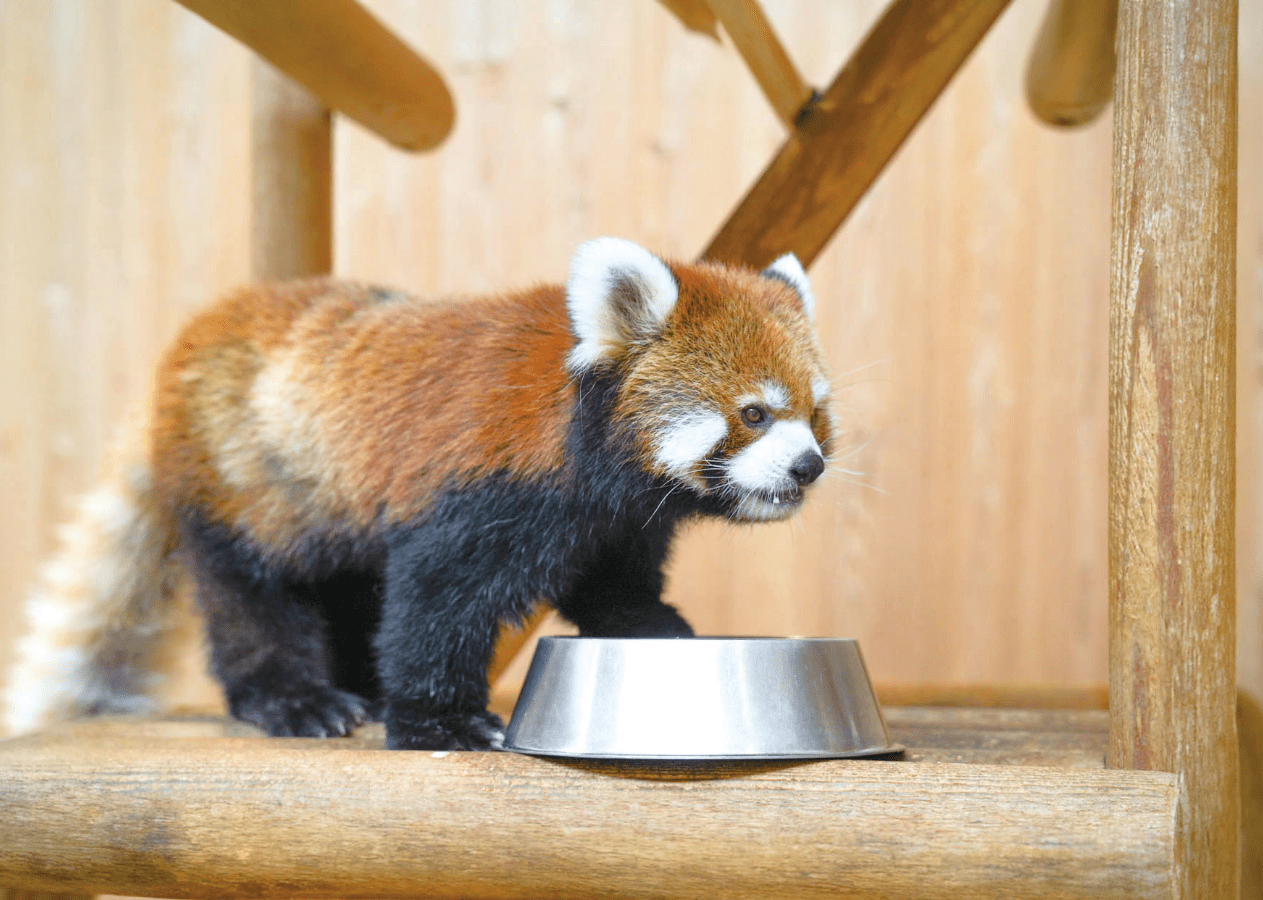 レッサーパンダ